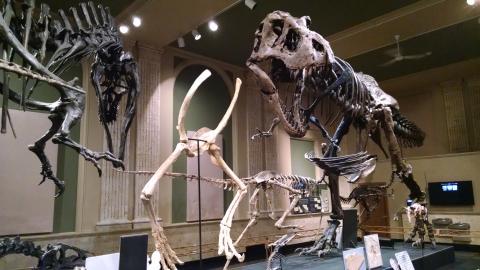 Casts of theropod dinosaur skeletons at the Dinosaur Discovery Museum.